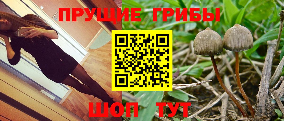 Вичуга  Галлюциногенные грибы Psilocybine cubensis  Вход с VPN  Псилоцибиновые грибы Cubensis 